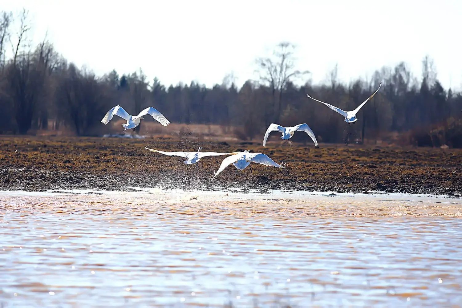 Jawai peaceful resort