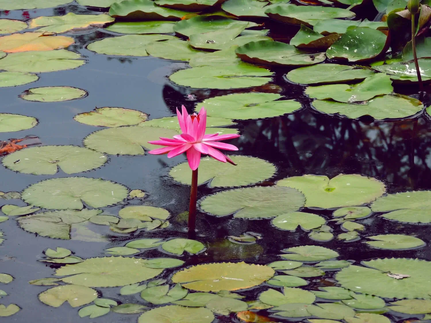 best resort for family in jawai